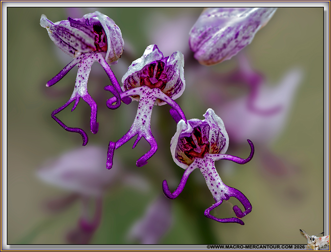 Orchis Singe